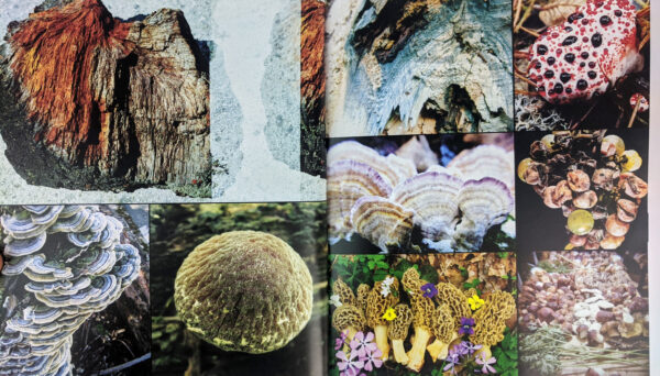 Radical Mycology: A Treatise On Seeing & Working With Fungi - Image 5
