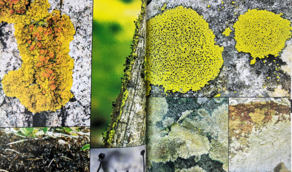 Radical Mycology: A Treatise On Seeing & Working With Fungi - Image 6