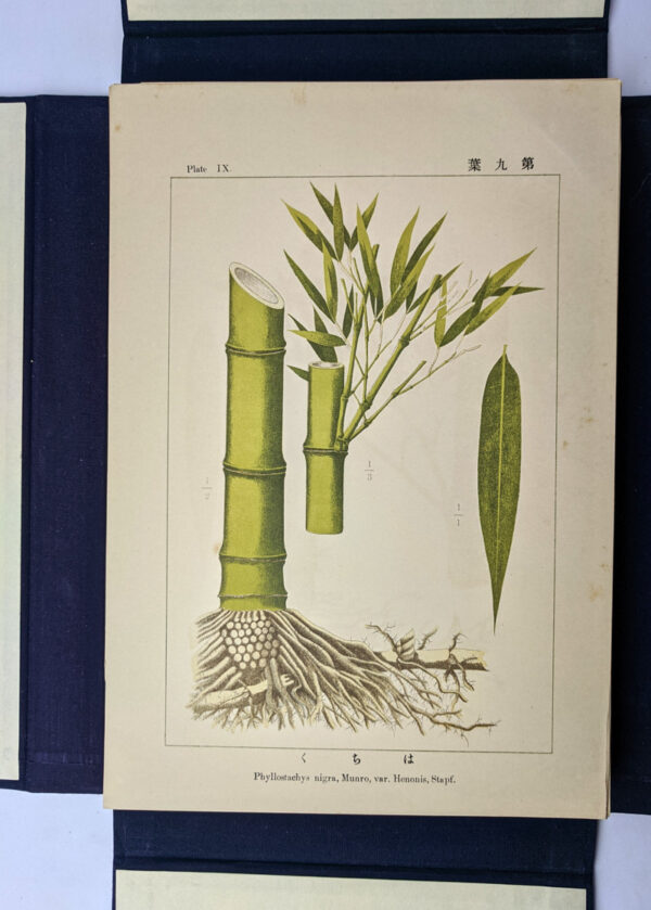 Illustrations of the Japanese Species of Bamboo - Image 3