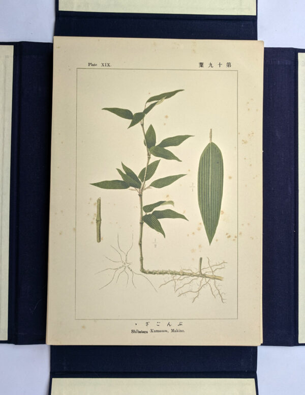 Illustrations of the Japanese Species of Bamboo - Image 4
