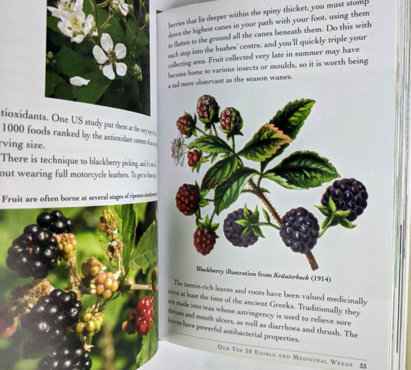 The Weed Forager's Handbook: A Guide to Edible and Medicinal Weeds in Australia - Image 2