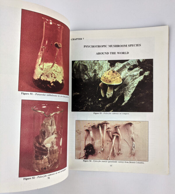 Magic Mushrooms Around the World: A Scientific Journey Across Cultures and Time - Image 4