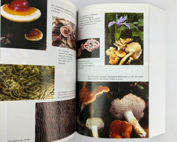 Mushrooms Demystified: A Comprehensive Guide to the Fleshy Fungi - Image 4