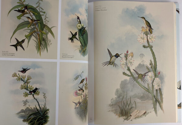 The Family of Hummingbirds: The Complete Prints of John Gould - Image 3