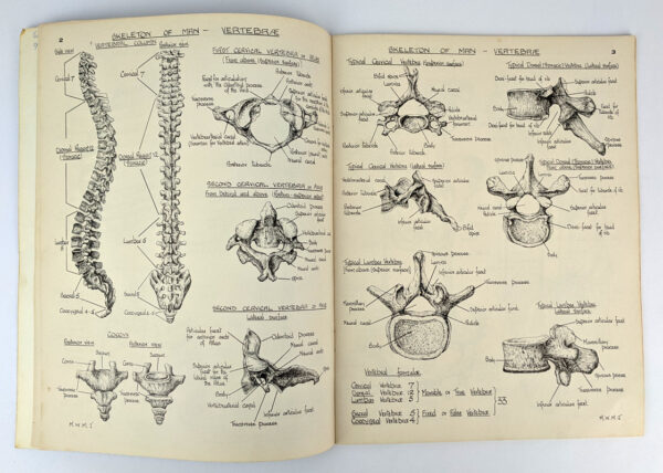 Anatomical Atlas - Image 2