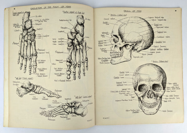 Anatomical Atlas - Image 3