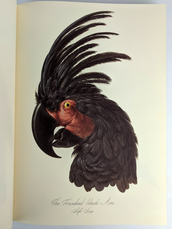 Natural History of Parrots (Histoire Naturelle des Perroquets) - Image 5