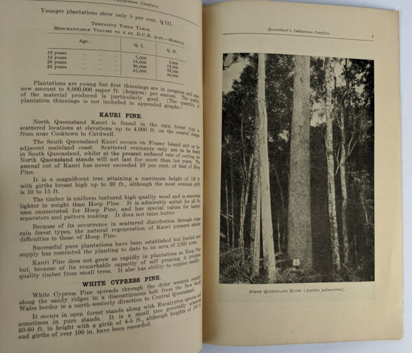Queensland's Indigenous Conifers - Image 3