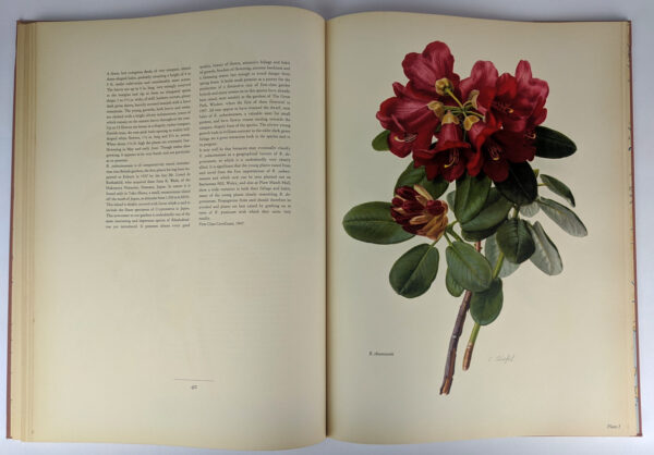 The Rhododendron - Image 5