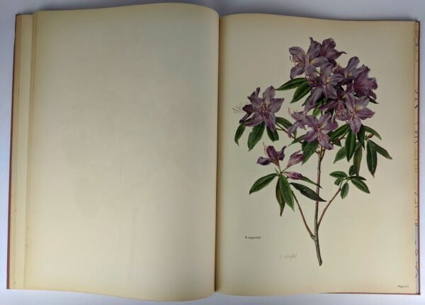 The Rhododendron - Image 6