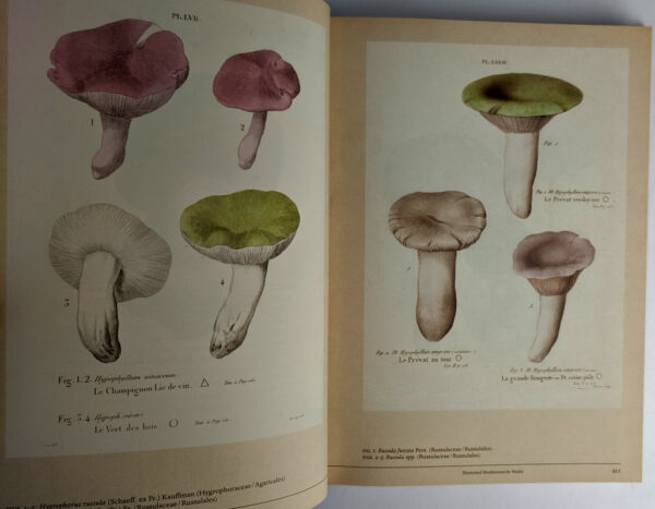 Mushroom Botanical Art - Image 2