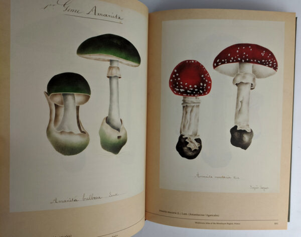 Mushroom Botanical Art - Image 3