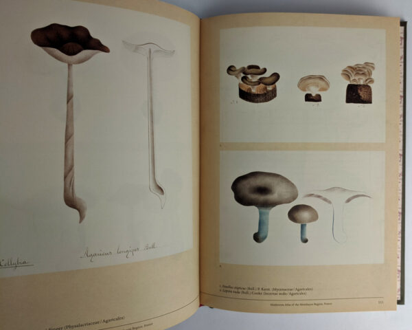 Mushroom Botanical Art - Image 4