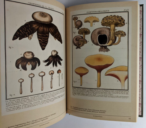 Mushroom Botanical Art - Image 5
