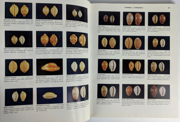 Compendium of Seashells - Image 2