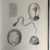 Thorsbjerg Mosefund. Beskrivelse af de Oldsager, som i aarene 1858-61 ere udgravede af Thorsbjerg Mose ved Sonder-Brarup i Angel; et Samlet Fund, - Image 6