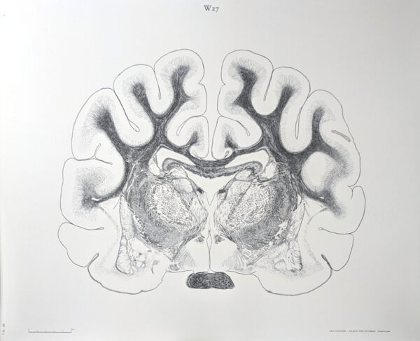A Dendro-cyto-myeloarchitectonic Atlas of the Cat's Brain