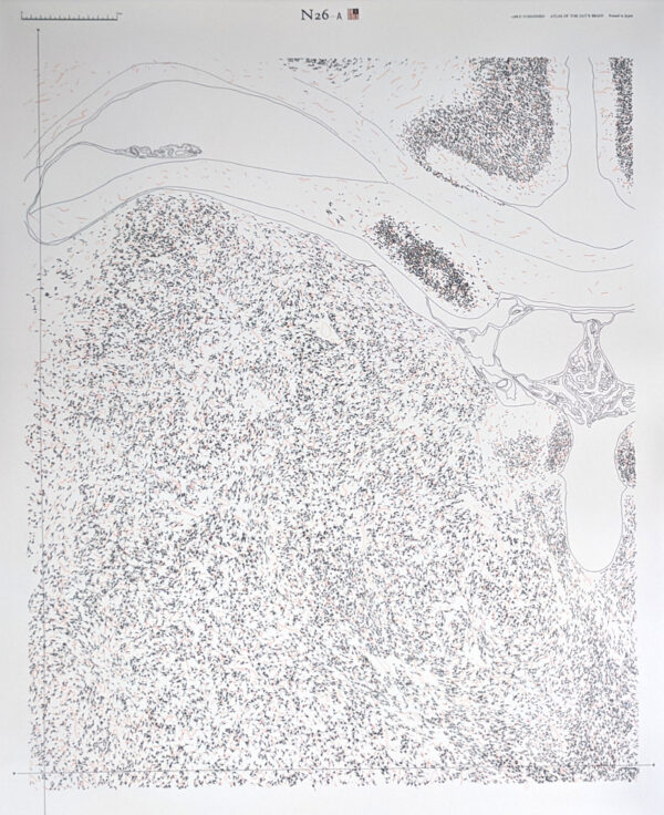 A Dendro-cyto-myeloarchitectonic Atlas of the Cat's Brain - Image 5