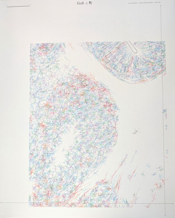 A Dendro-cyto-myeloarchitectonic Atlas of the Cat's Brain - Image 6