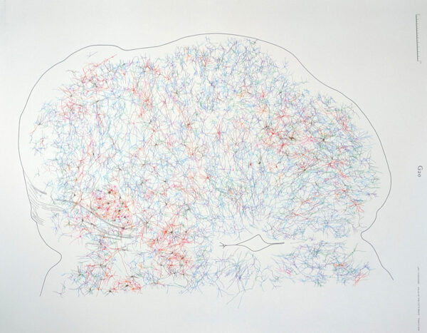A Dendro-cyto-myeloarchitectonic Atlas of the Cat's Brain - Image 7