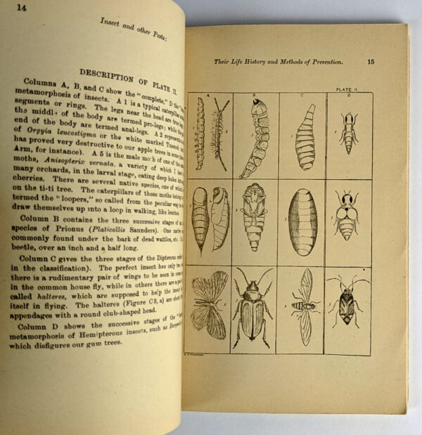 A Handbook to the Insect Pests of Farm and Orchard: Their Life History and Methods of Prevention. Part 1 - Image 3