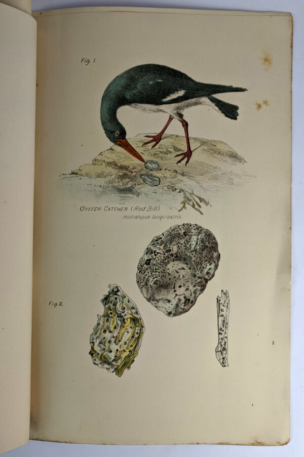 1890 Report on the Oyster Fisheries of Moreton Bay - Image 4