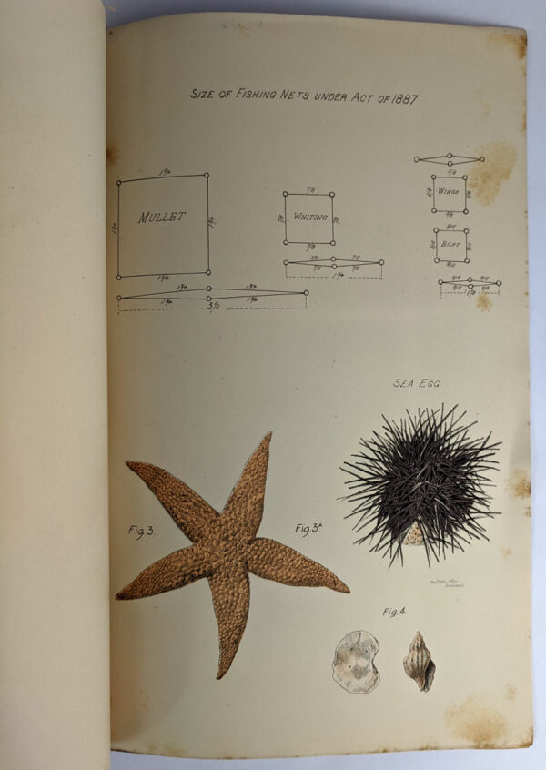 1890 Report on the Oyster Fisheries of Moreton Bay - Image 5