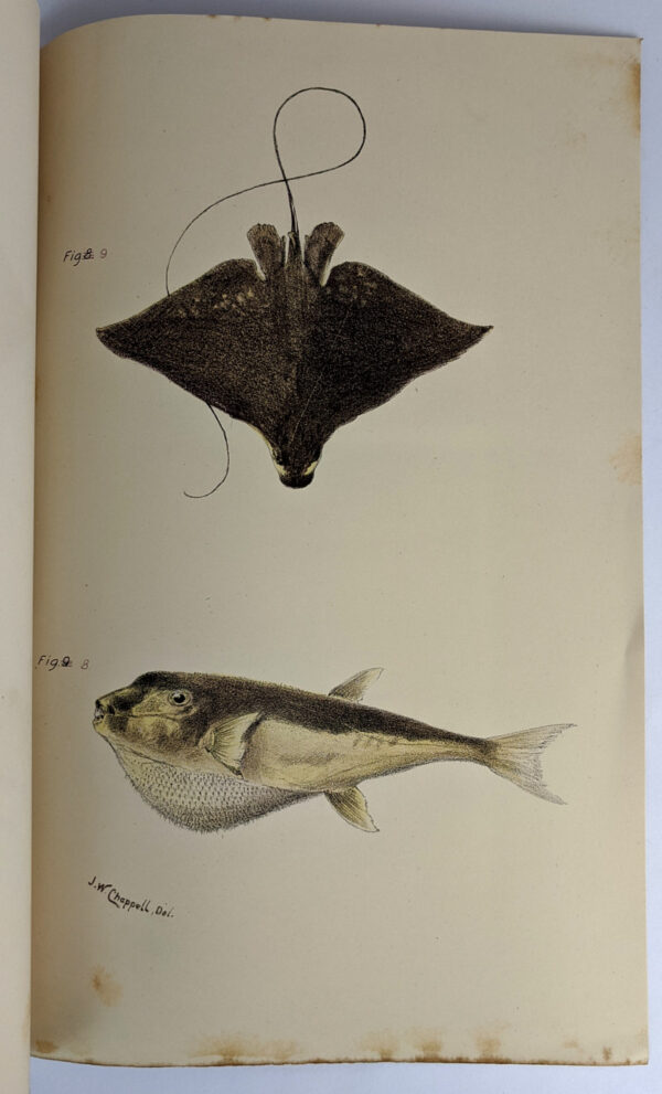1890 Report on the Oyster Fisheries of Moreton Bay - Image 7