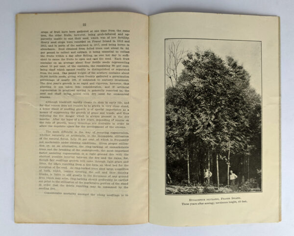 Sylvicultural Notes on Forest Trees of Queensland - Image 2