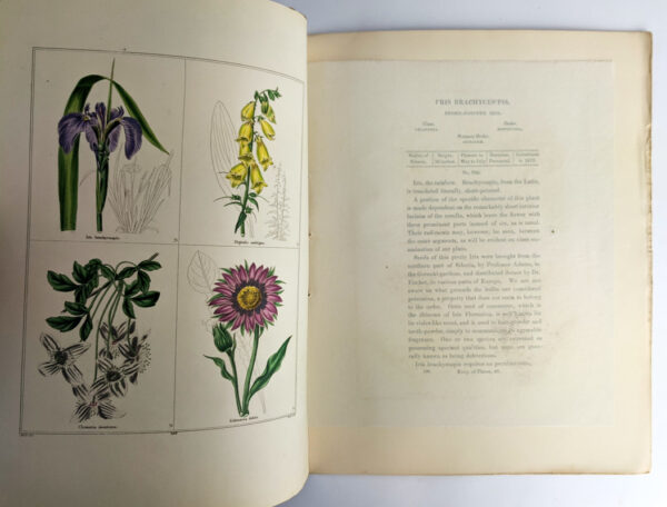The Botanic Garden; or, Magazine of Hardy Flower Plants, Cultivated in Great Britain - Image 4