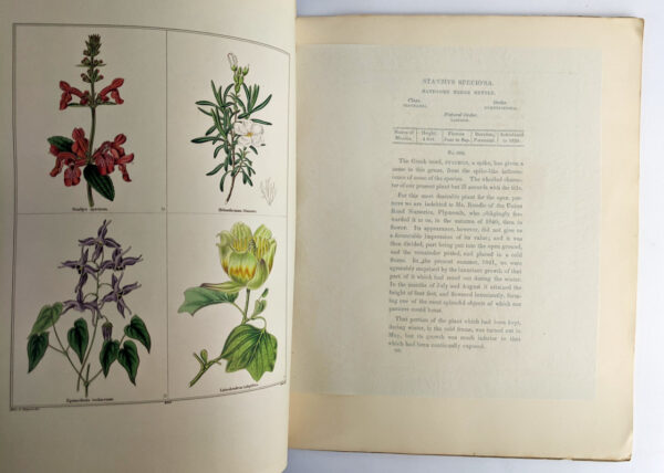 The Botanic Garden; or, Magazine of Hardy Flower Plants, Cultivated in Great Britain - Image 5