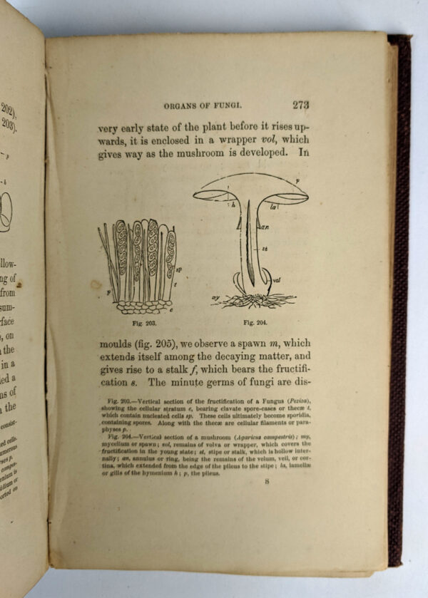 Botany and Religion or Illustrations of the Works of God in the Structure, Functions, Arrangement, and General Distribution of Plants - Image 3