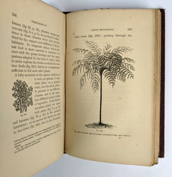 Botany and Religion or Illustrations of the Works of God in the Structure, Functions, Arrangement, and General Distribution of Plants - Image 4