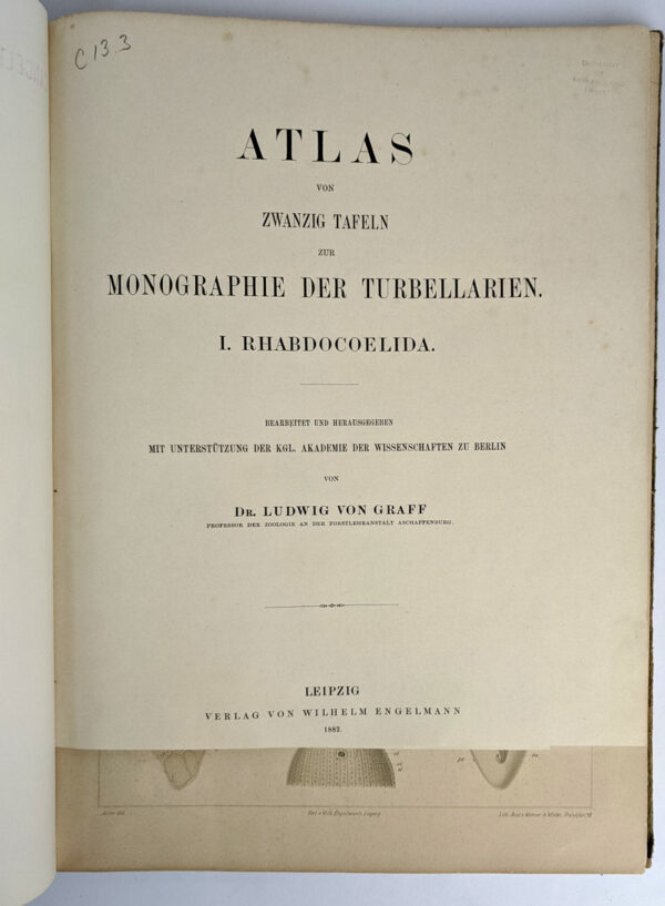 Atlas von Zwanzig Tafeln zur Monographie der Turbellarien. I. Rhabdocoelida - Image 2