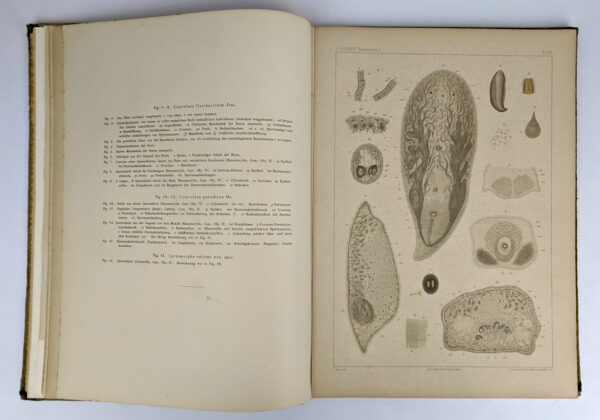 Atlas von Zwanzig Tafeln zur Monographie der Turbellarien. I. Rhabdocoelida - Image 4