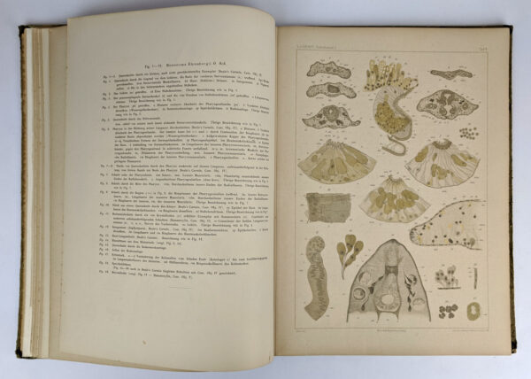 Atlas von Zwanzig Tafeln zur Monographie der Turbellarien. I. Rhabdocoelida - Image 5