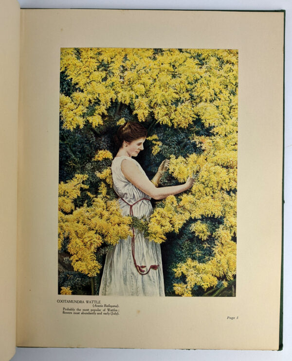 Golden Wattle: Our National Floral Emblem - Image 3
