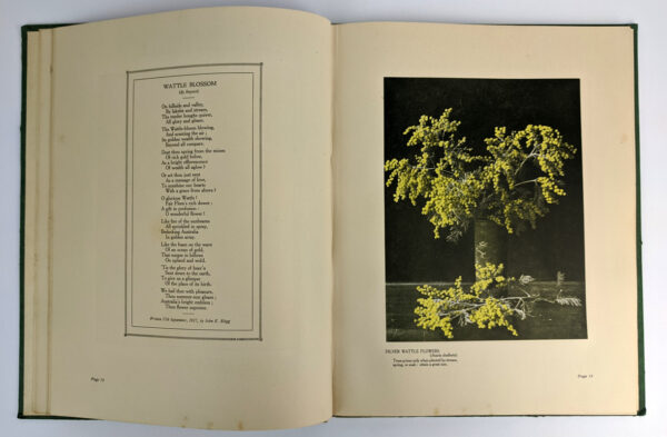 Golden Wattle: Our National Floral Emblem - Image 5