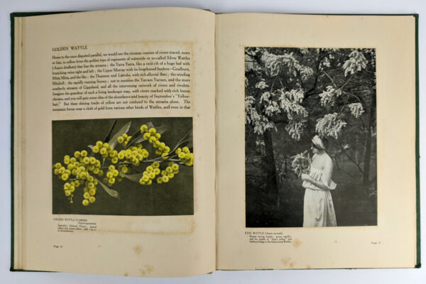 Golden Wattle: Our National Floral Emblem - Image 6