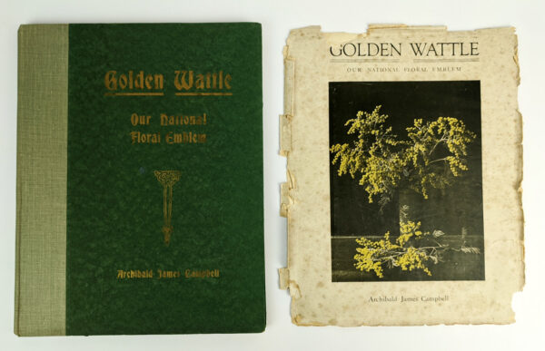 Golden Wattle: Our National Floral Emblem - Image 9
