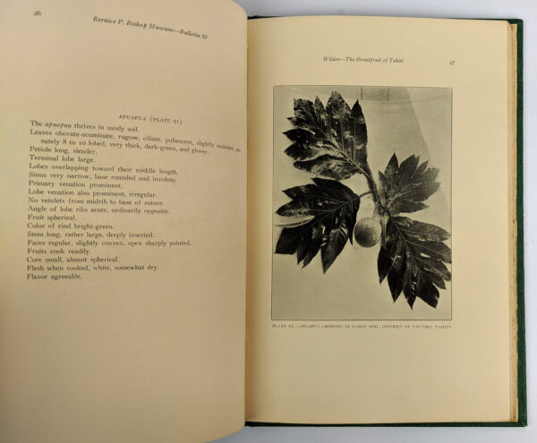 The Breadfruit of Tahiti - Image 5