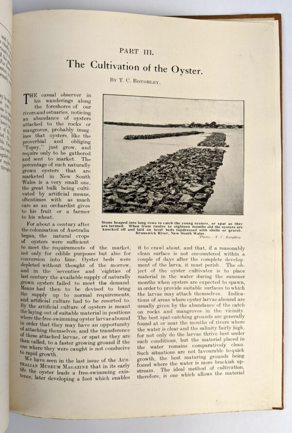 Oyster Culture on the George's River, New South Wales - Image 6