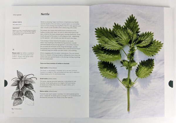 Eat Weeds: A Field Guide to Foraging: How to Identify, Harvest, Eat and Use Wild Plants - Image 3