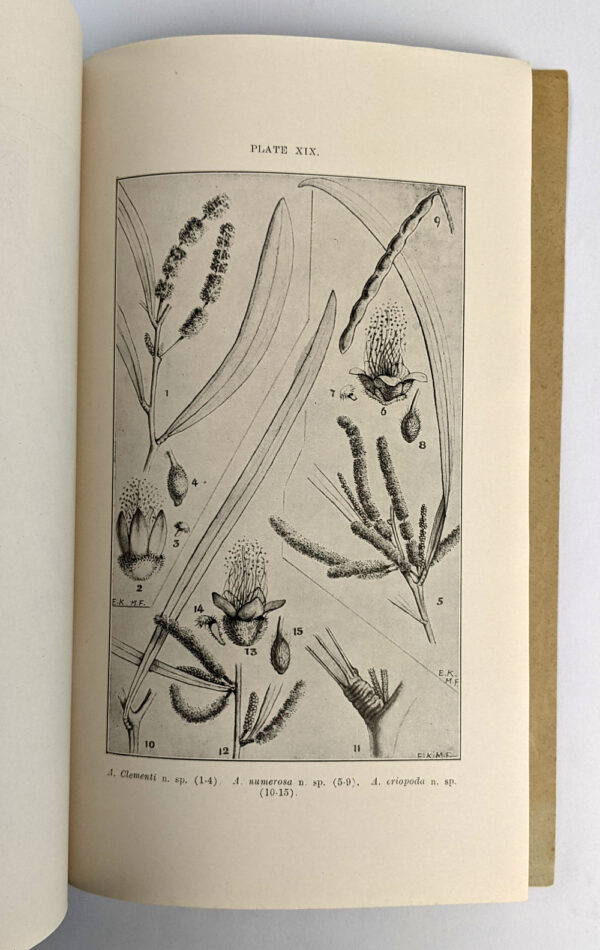 Description of Fifty New Species and Six Varieties of Western and Northern Australian Acacias and Notes on Four Other Species - Image 2