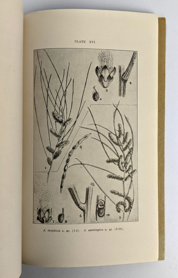 Description of Fifty New Species and Six Varieties of Western and Northern Australian Acacias and Notes on Four Other Species - Image 3