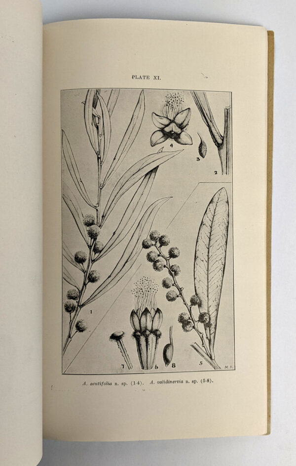Description of Fifty New Species and Six Varieties of Western and Northern Australian Acacias and Notes on Four Other Species - Image 4