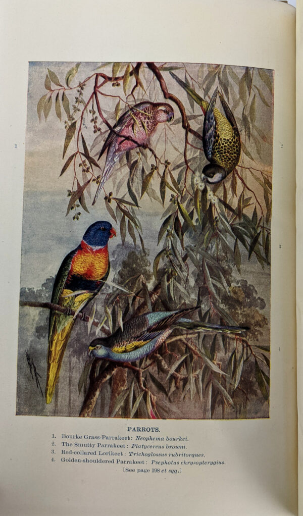 The Birds of Australia - Image 2
