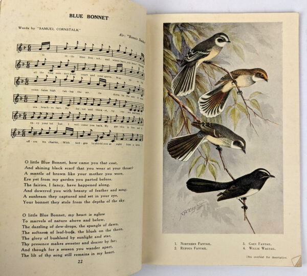 Field Guide to the Hawks of Australia - Image 2