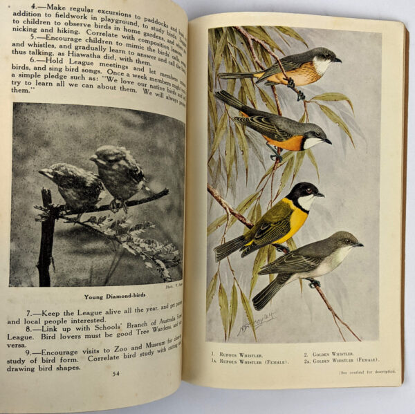 Field Guide to the Hawks of Australia - Image 3