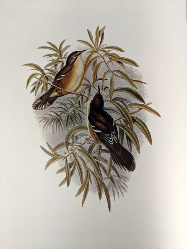 The Birds of Australia (8 Volumes + Handbook to) - Image 3